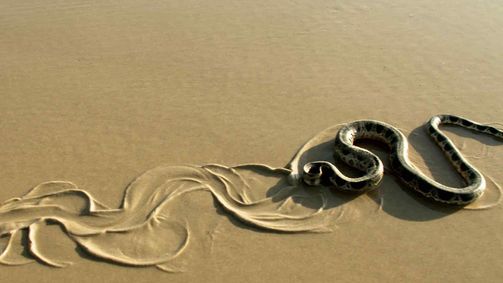 Lebendiger Strand Lebendiger Strand Folge 5: Australien