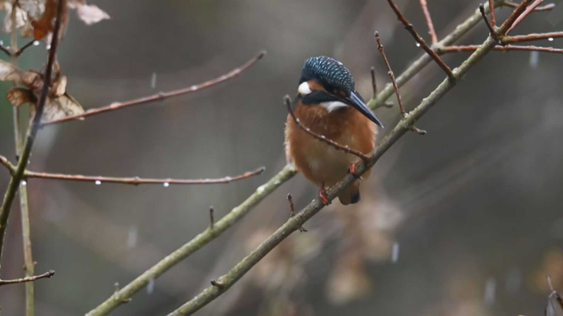 Tag 59: Winter Wunderland: "So habe ich mir das vorgestellt"