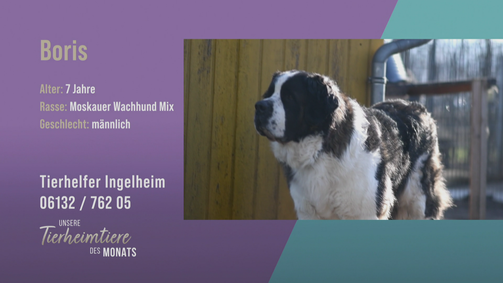Unsere Tierheimtiere des Monats Unsere Tierheimtiere des Monats Folge 45: Mutig und treu: Moskauer Wachhund Mix Boris