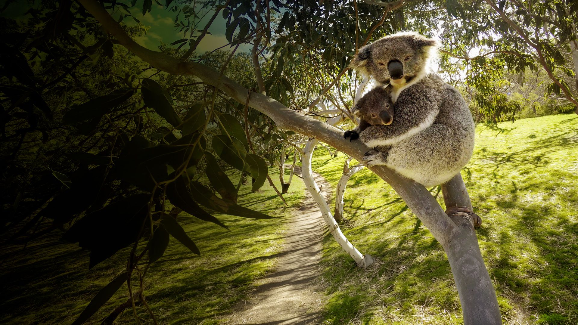 Das geheime Leben der Koalas