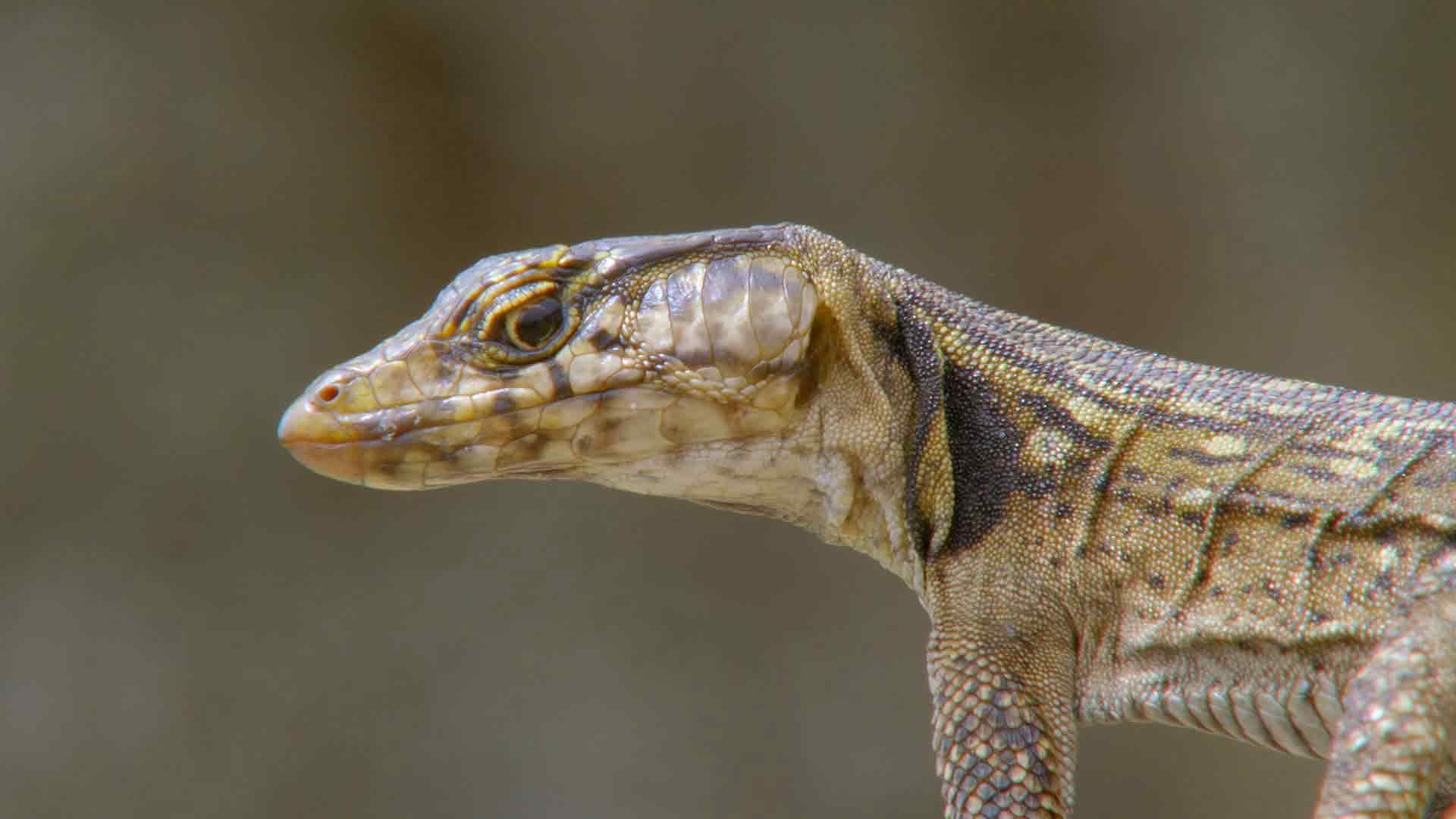 Drachenberg: Leben am Gipfel