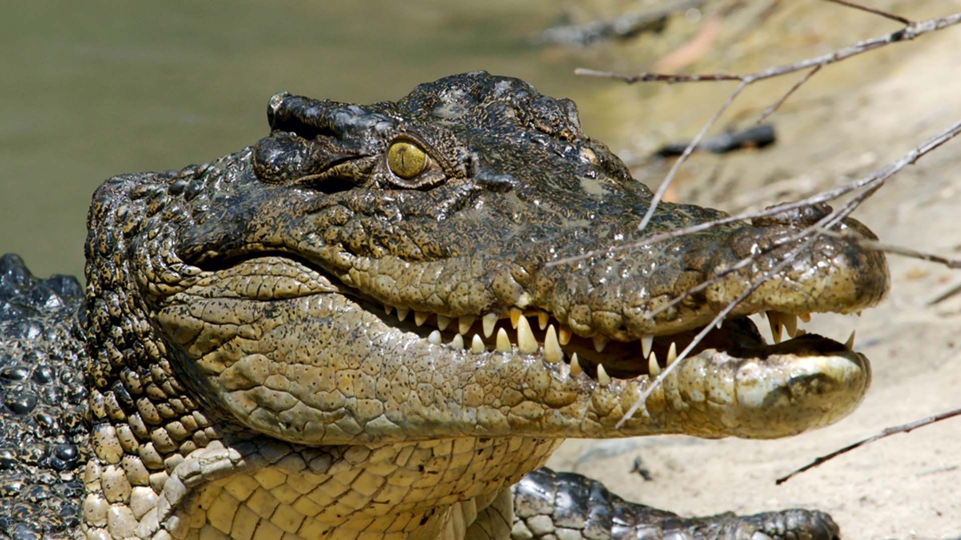 Das geheimnisvolle Leben der Krokodile