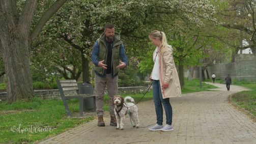 Der Welpentrainer - Auf die Pfoten, fertig, los! Der Welpentrainer - Auf die Pfoten, fertig, los! Folge 8: Abschlussprüfung für die Welpen!