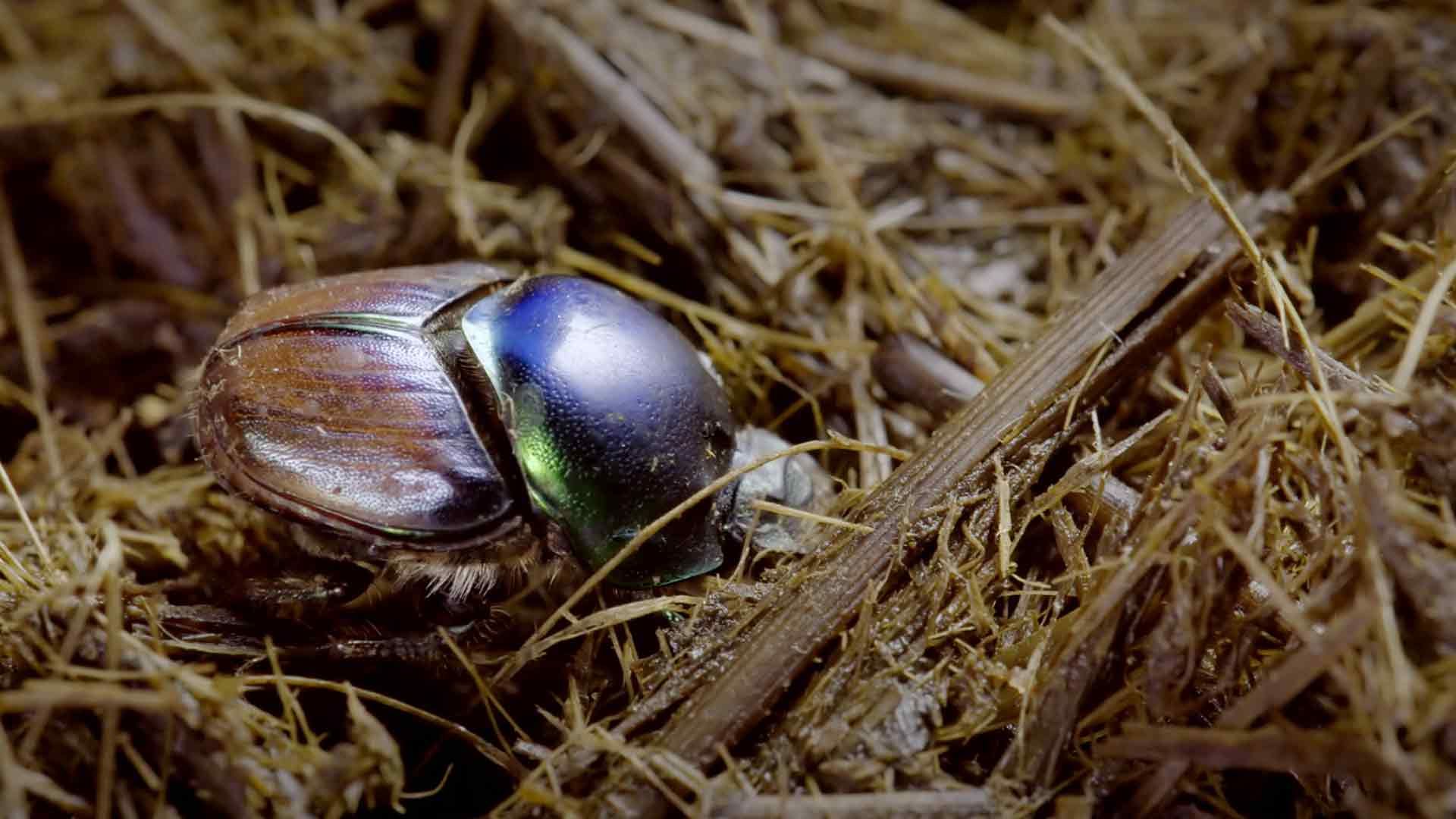 Mistkäfer: Saubermänner der Natur