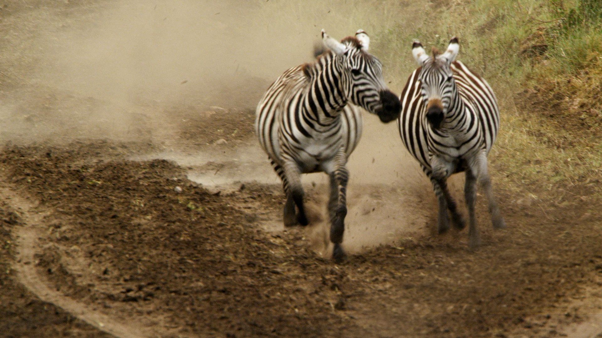 Die Nomaden der Serengeti