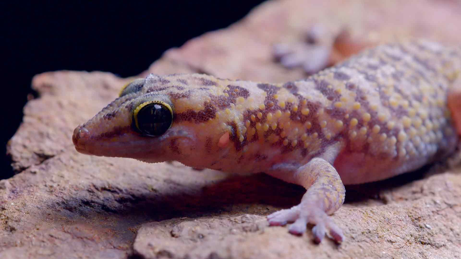 Der Ngorongoro, Leben im Krater