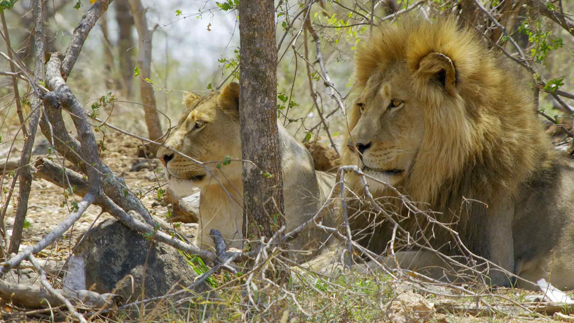 Leben in der Savanne