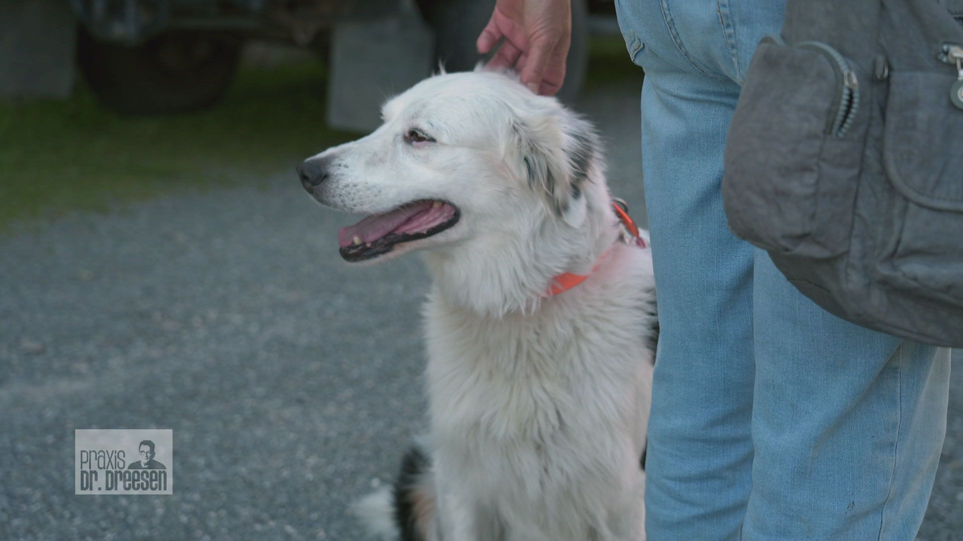 Böse Bissverletzung beim Rüde Poldi