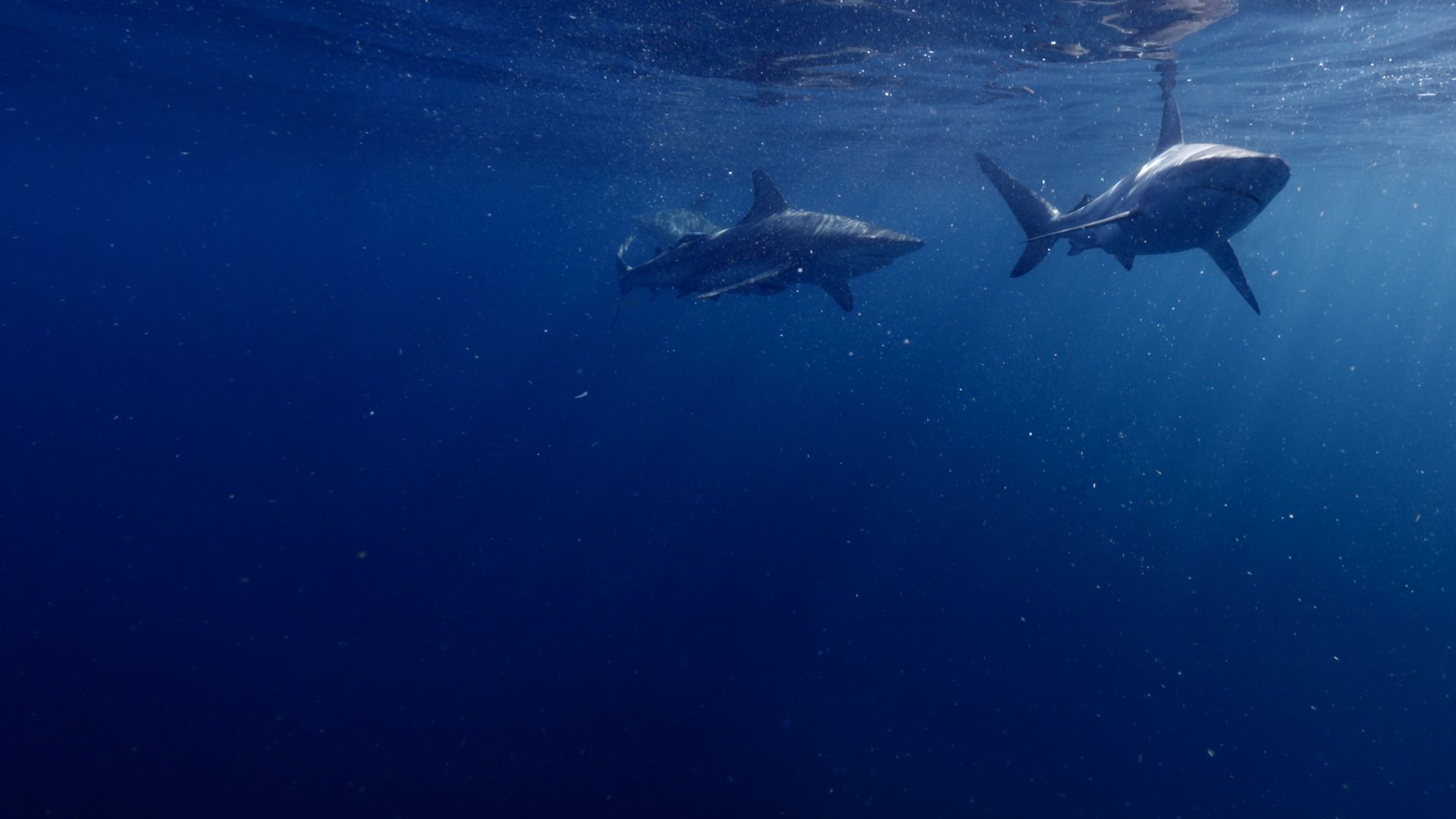 Afrika: Unterwasserwelten