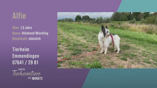 Unsere Tierheimtiere des Monats Unsere Tierheimtiere des Monats Folge 29: Gutmütiger Hütehund-Mischling: Alfie
