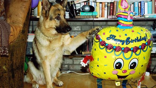 Kommissar Rex Staffel 8 Folge 10: Happy Birthday