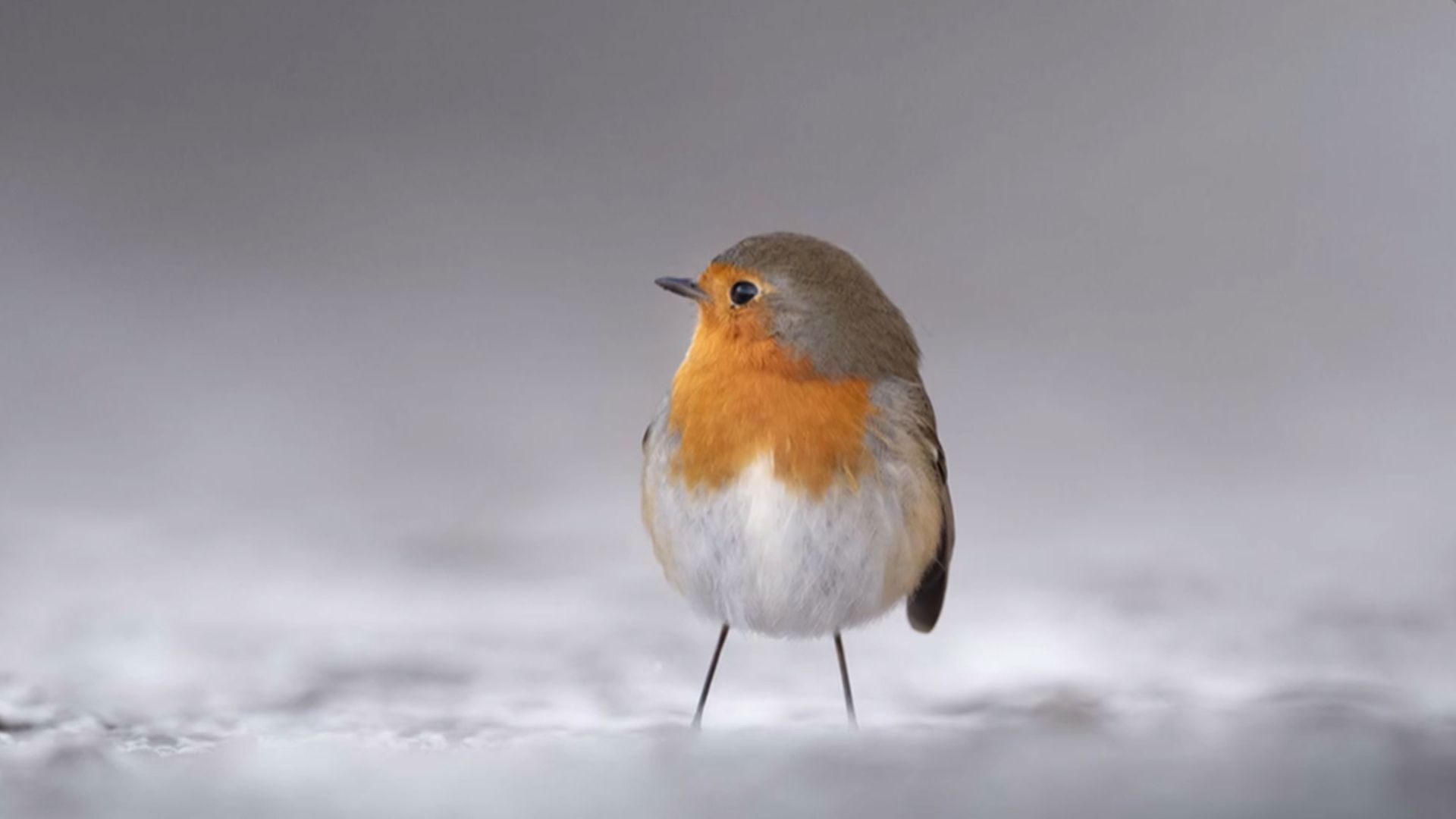 Tag 63: Magische Naturfotos im Schnee