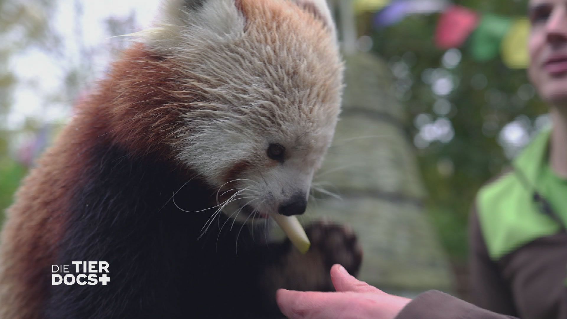Blasenprobleme bei Terrier-Welpe Paul