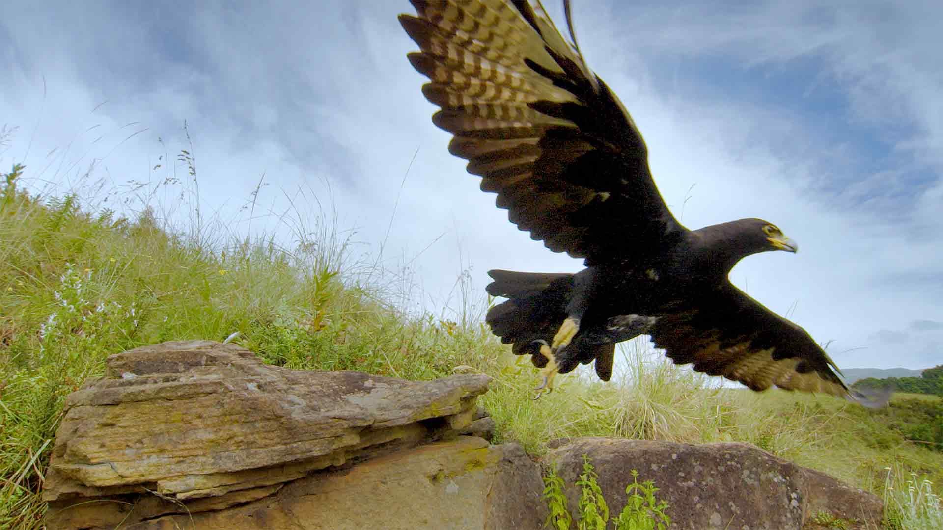 Der Drakensberg: Eine schwer bewachte Grenze