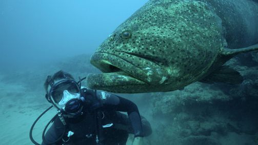 Chasing Monsters - Monsterfischen auf der Spur Chasing Monsters - Monsterfischen auf der Spur Folge 5: Unerklärliche Sichtung