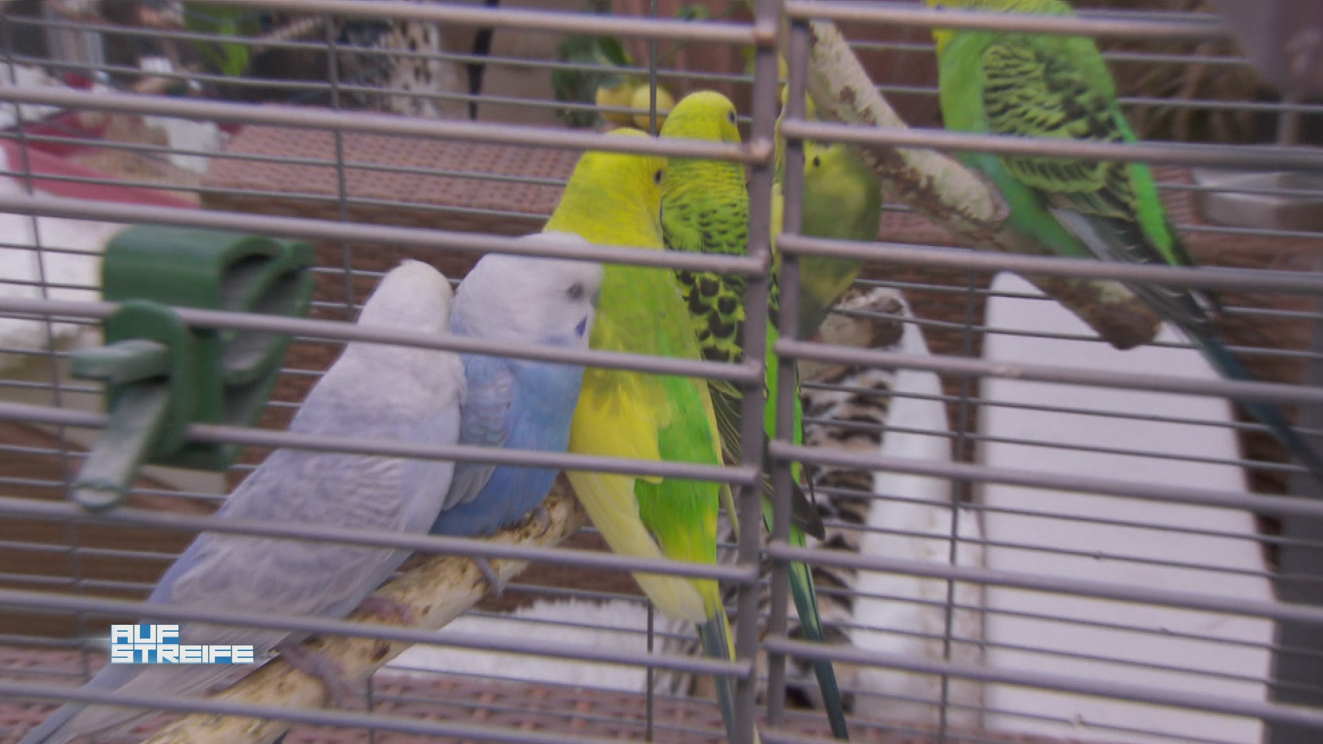 Die illegale Papageienzucht