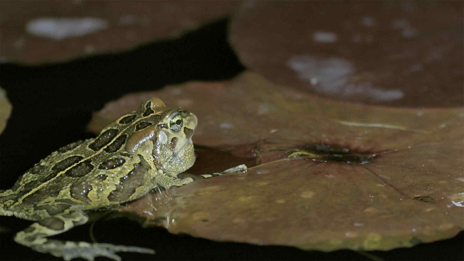 Fantastische Frösche
