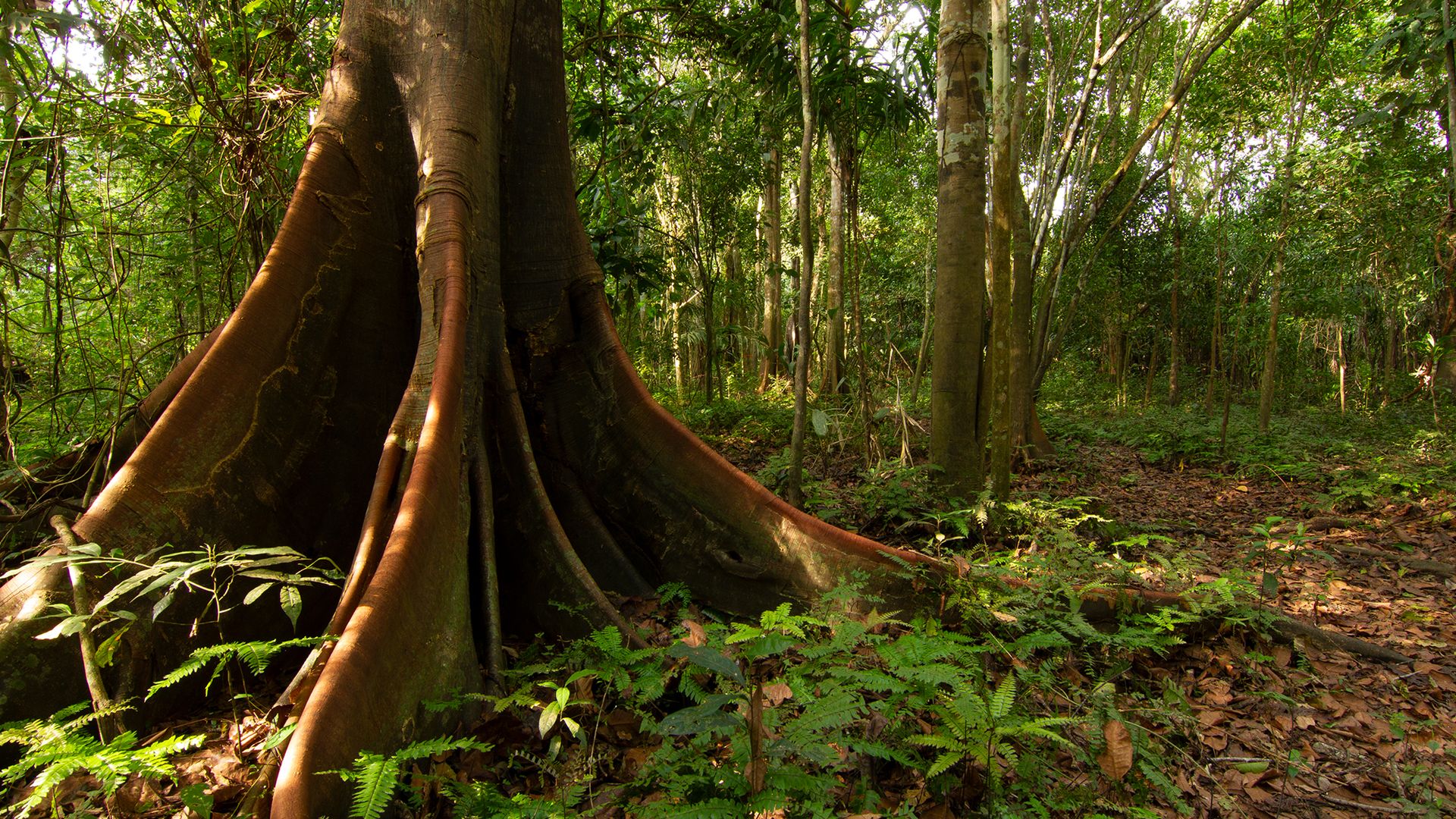 Ein Kolibri auf Suche