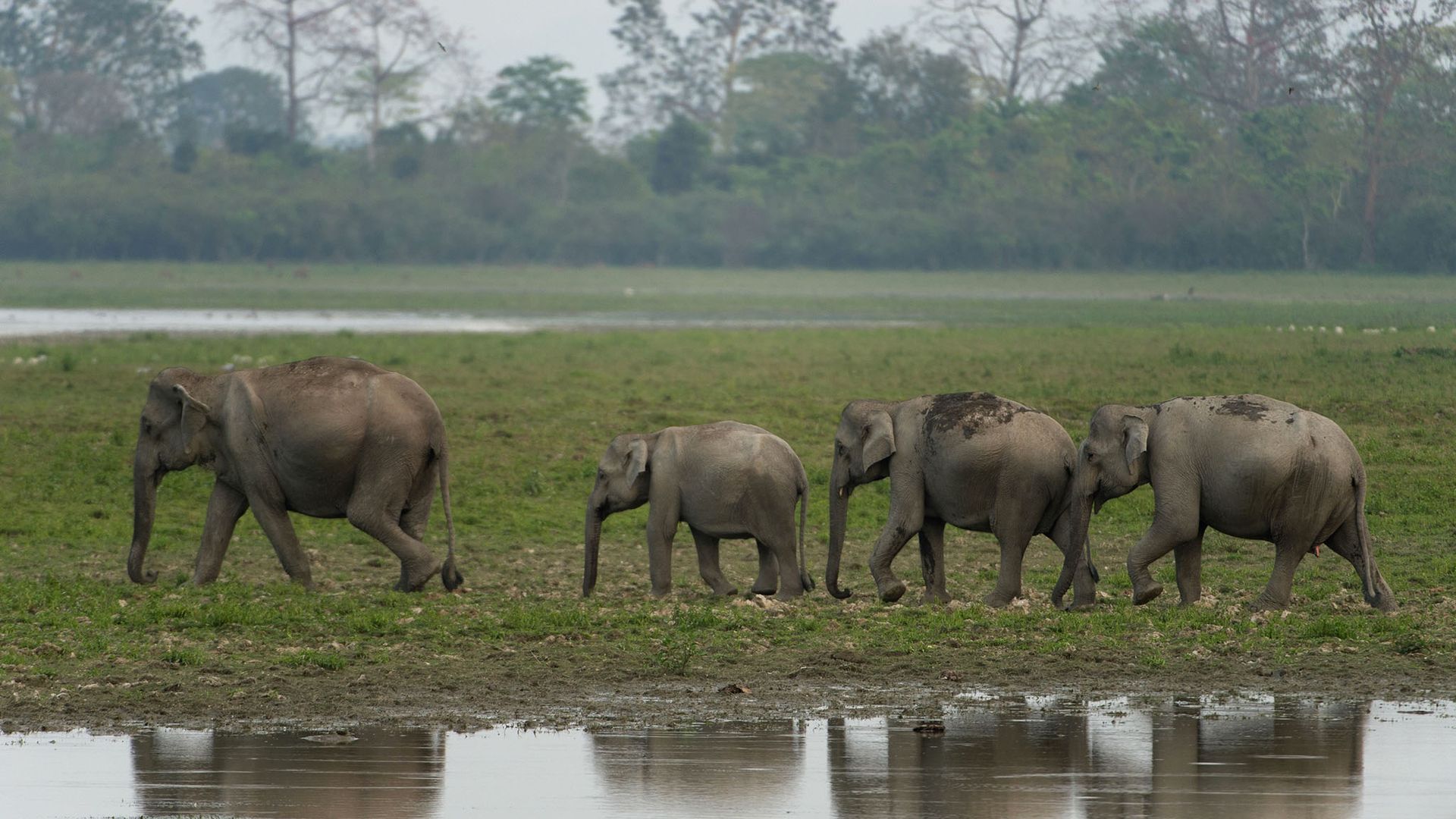 Land des geheimen Nashorns