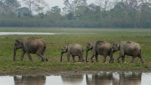 Into the Wild: Indien Into the Wild: Indien Folge 2: Land des geheimen Nashorns