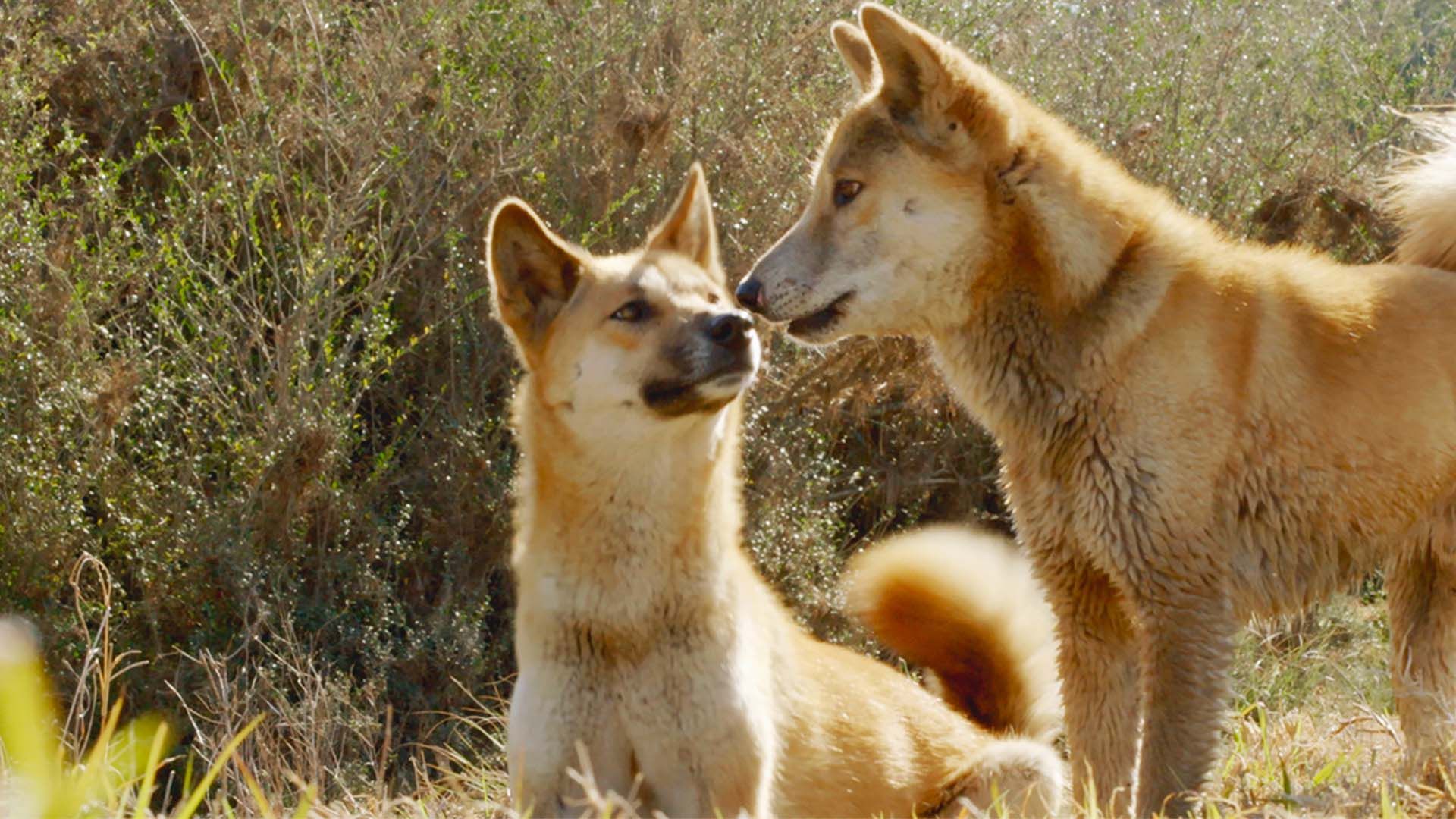 Das geheimnisvolle Leben des Dingos