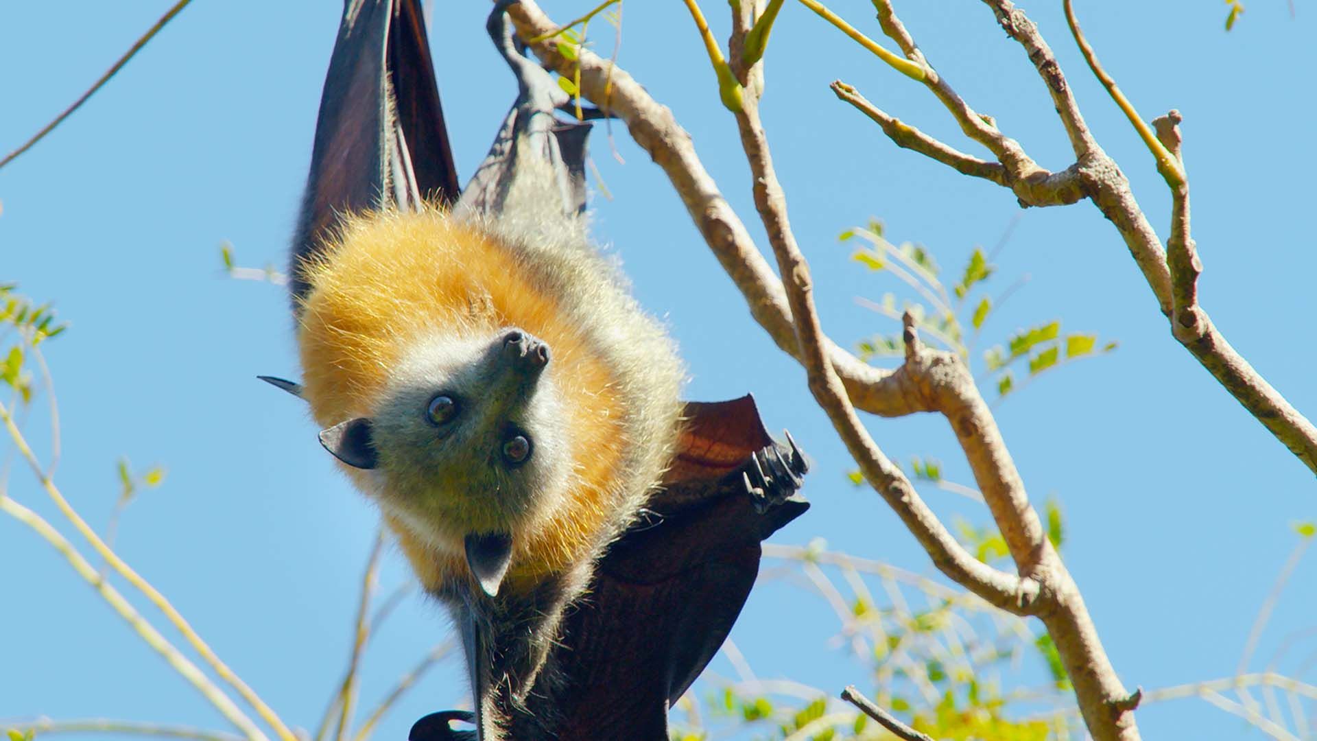 Das geheimnisvolle Leben des Kalong-Flughundes