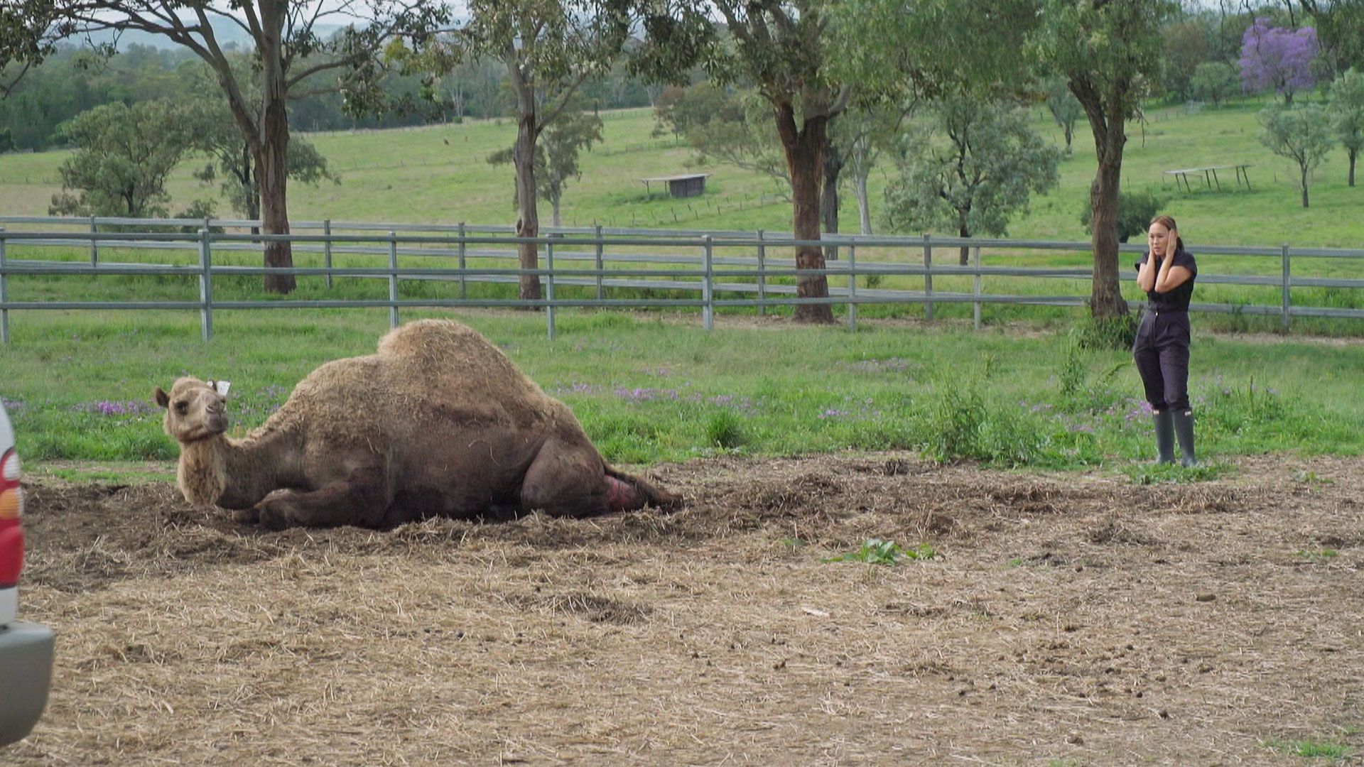 Rettung auf der Kamelfarm