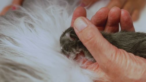 Praxis Dr. Dreesen - Ein Hof für Tiere Praxis Dr. Dreesen - Ein Hof für Tiere Folge 4: Notfall in der Kleintiersprechstunde