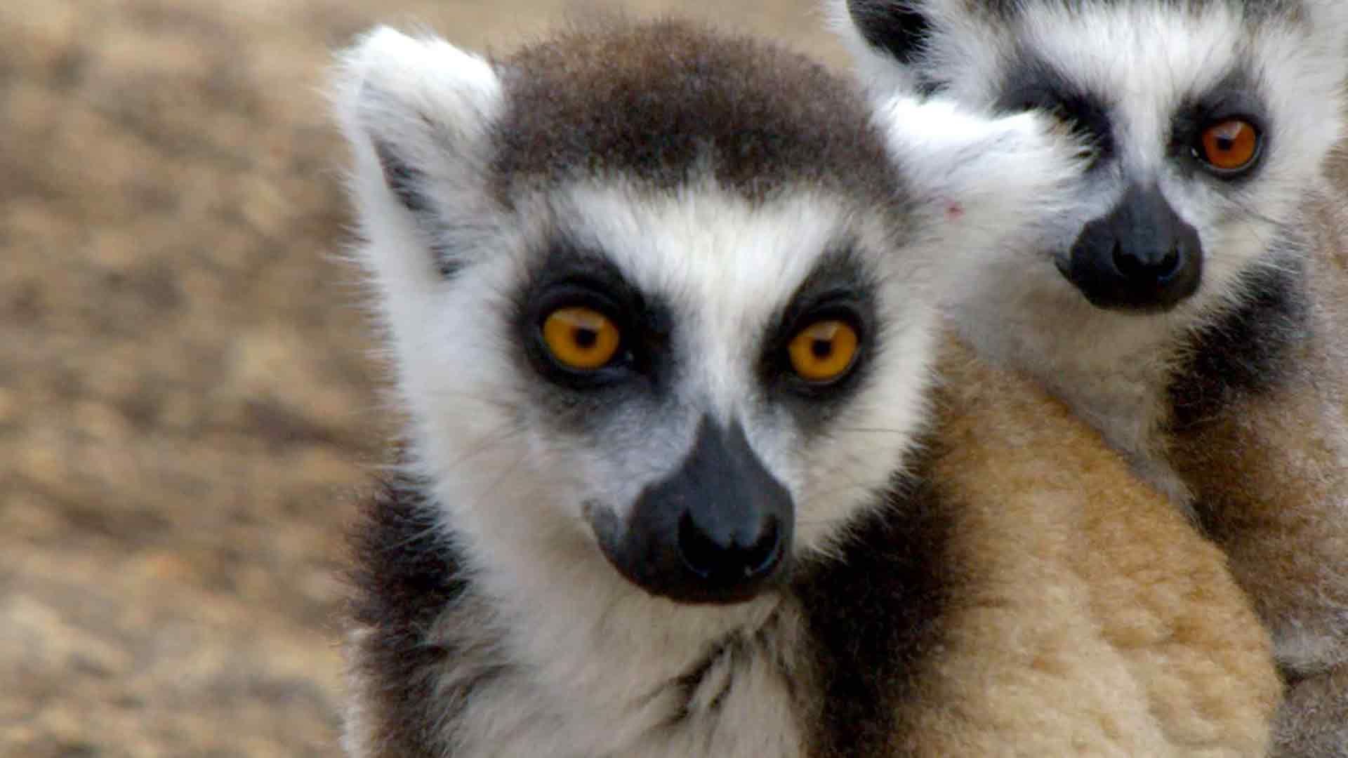 Kattas auf Madagaskar