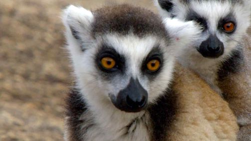Land der Primaten Land der Primaten Folge 1: Kattas auf Madagaskar