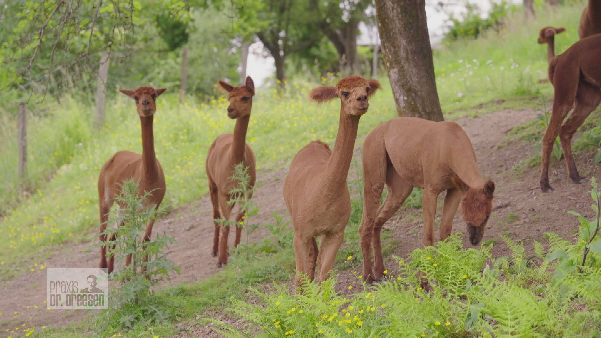 Einsatz bei den Alpakas