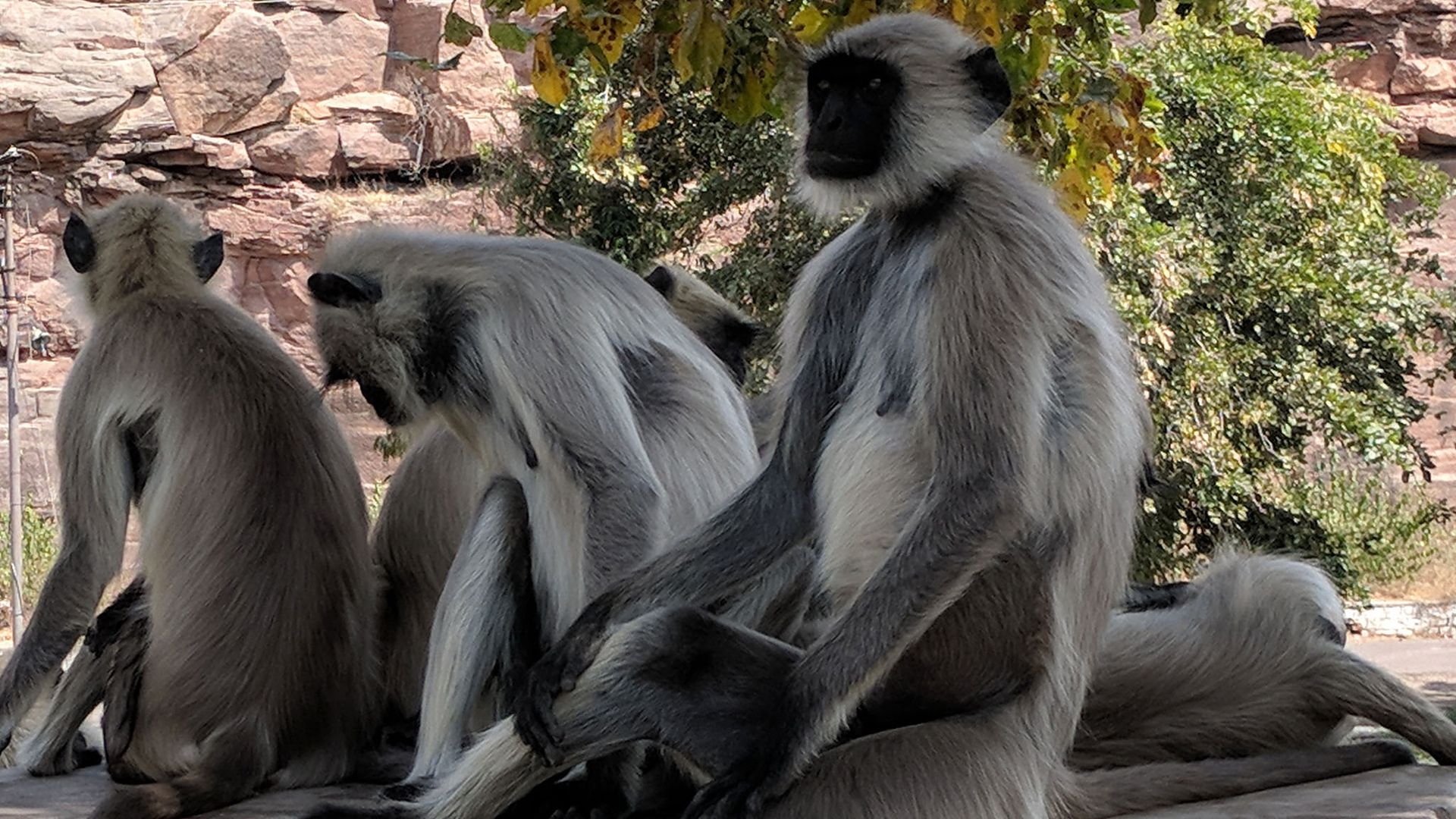 Ein Gibbon wird erwachsen