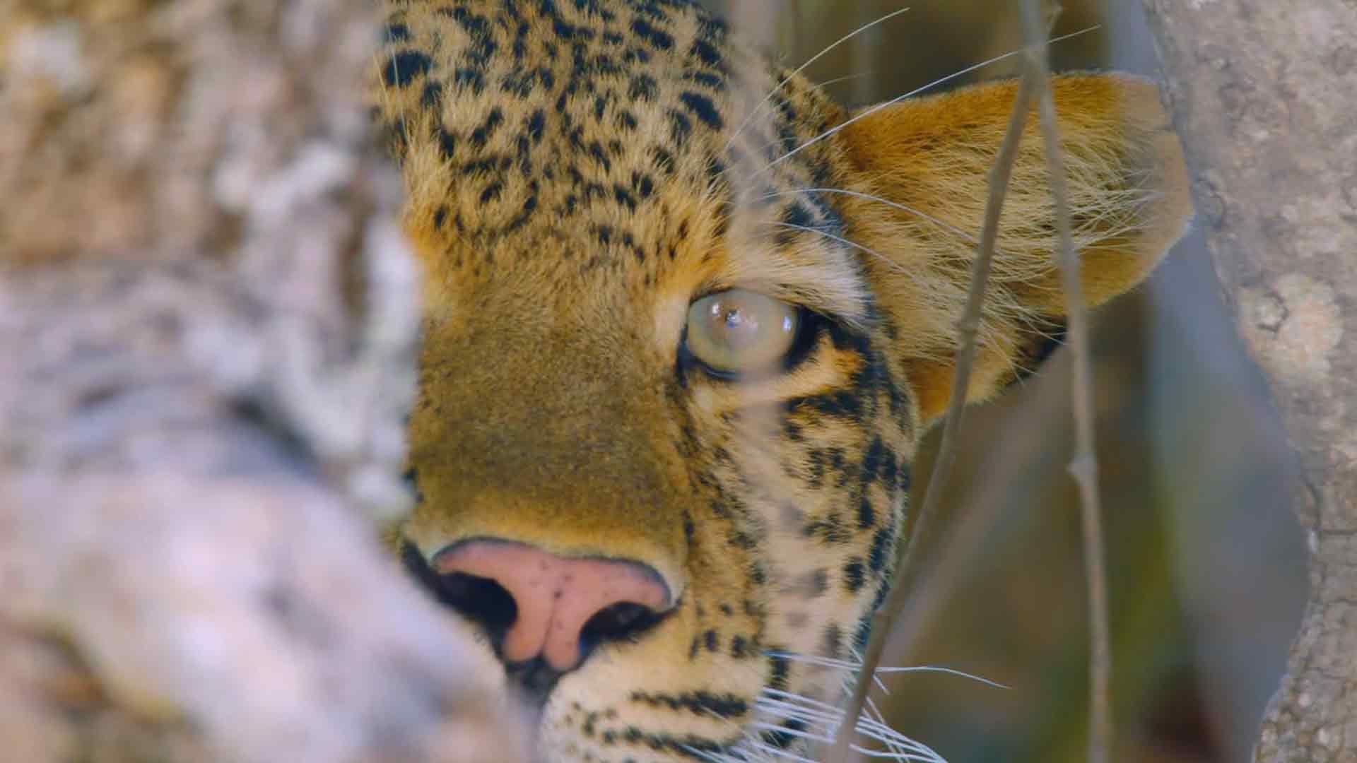 Die Prüfungen der Olimbia