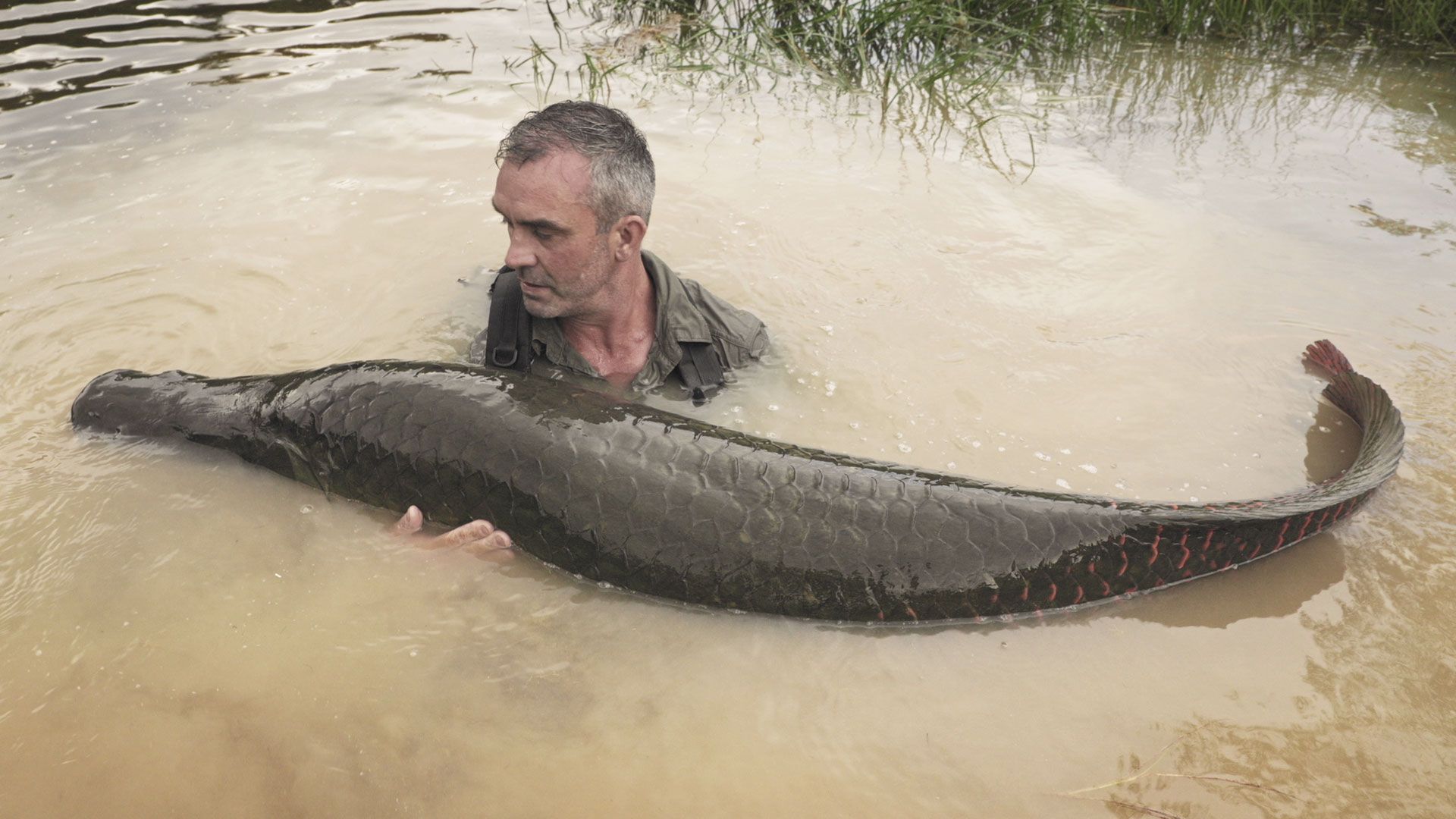 Cyril gegen Goliath-Welse