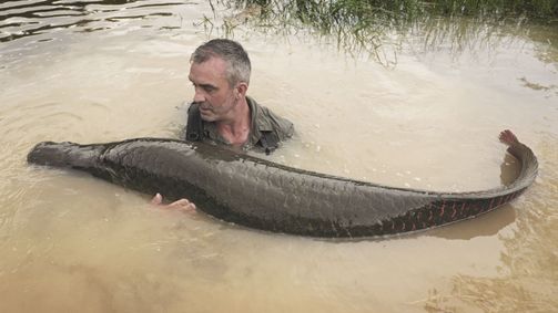Giganten unter Wasser - Riesenfischen auf der Spur Giganten unter Wasser - Riesenfischen auf der Spur Folge 6: Cyril gegen Goliath-Welse