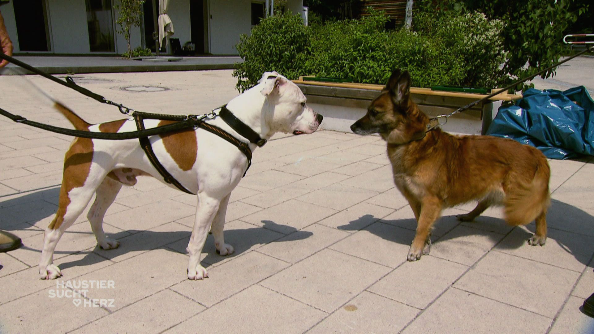 Hilfe für die Vermittlung vom jungen Rüden Benno