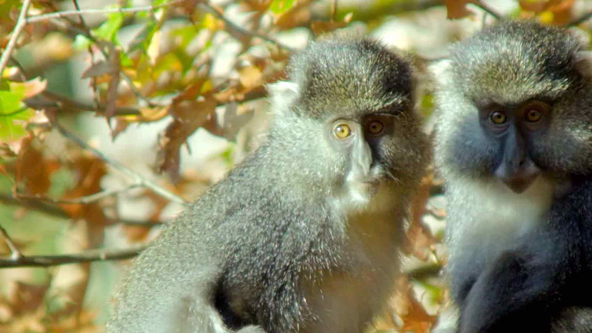 Die Paviane von Bambelela