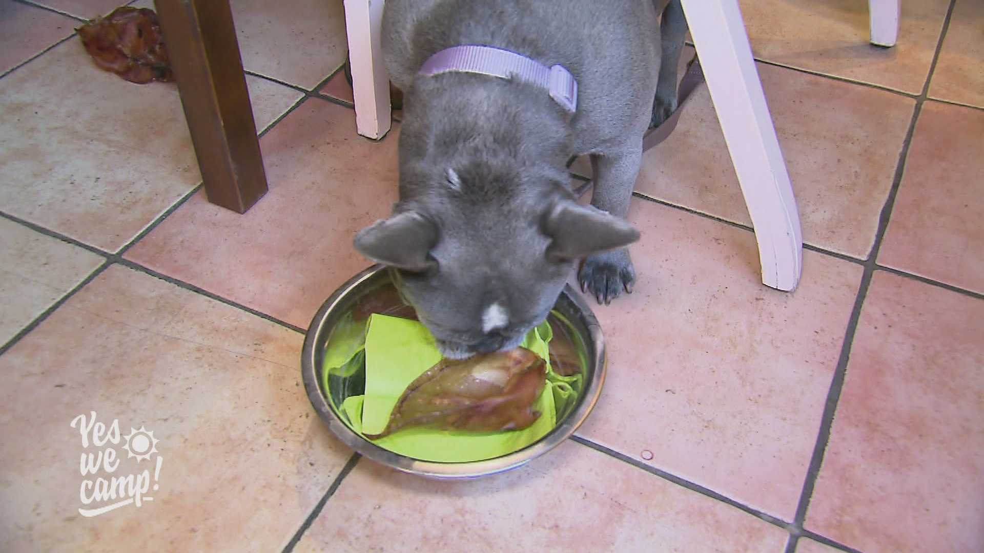 Schleckerkarte für Vierbeiner auf dem Hundecampingplatz