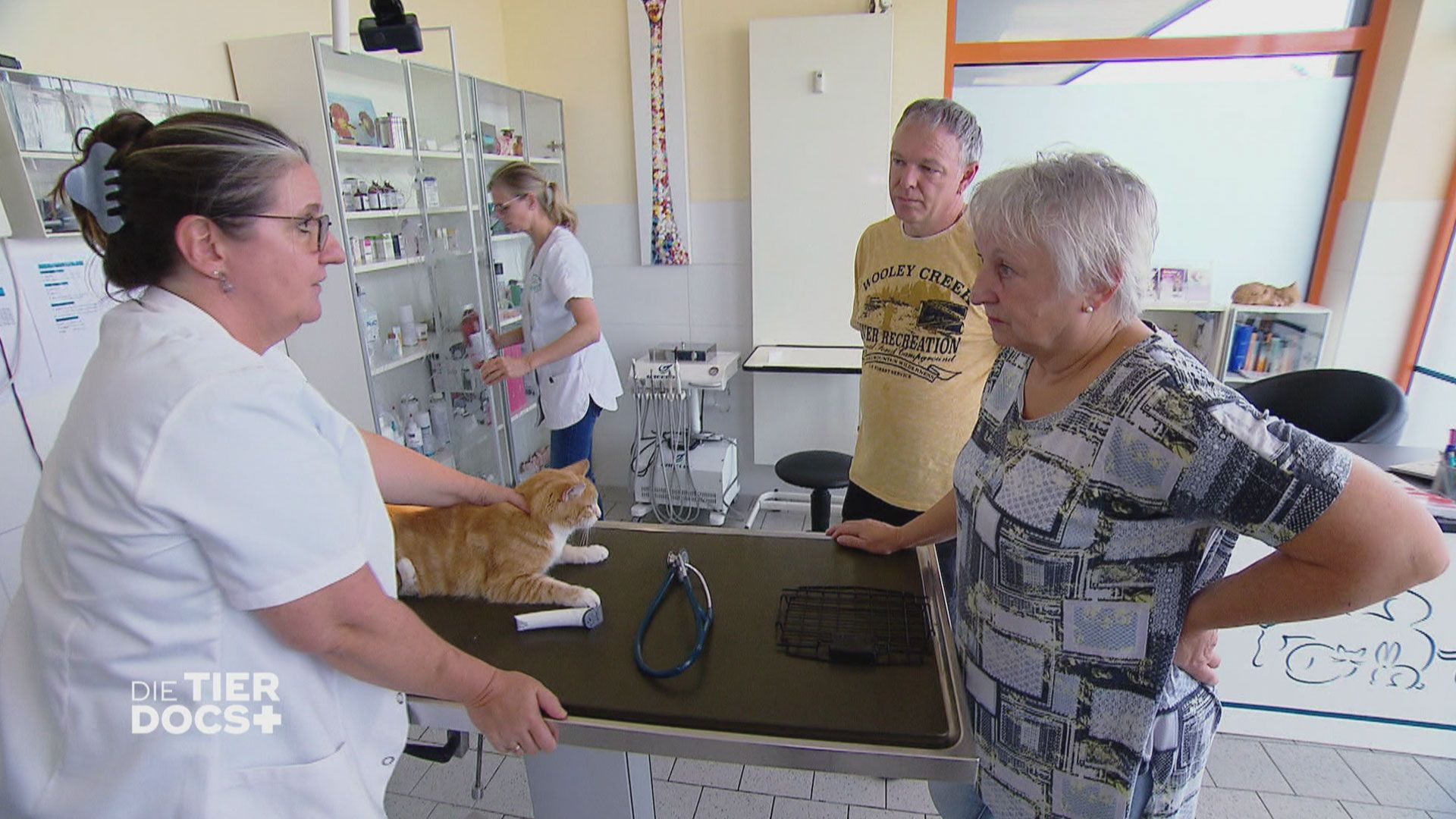 Katastrophenbefund bei Kater Barnie