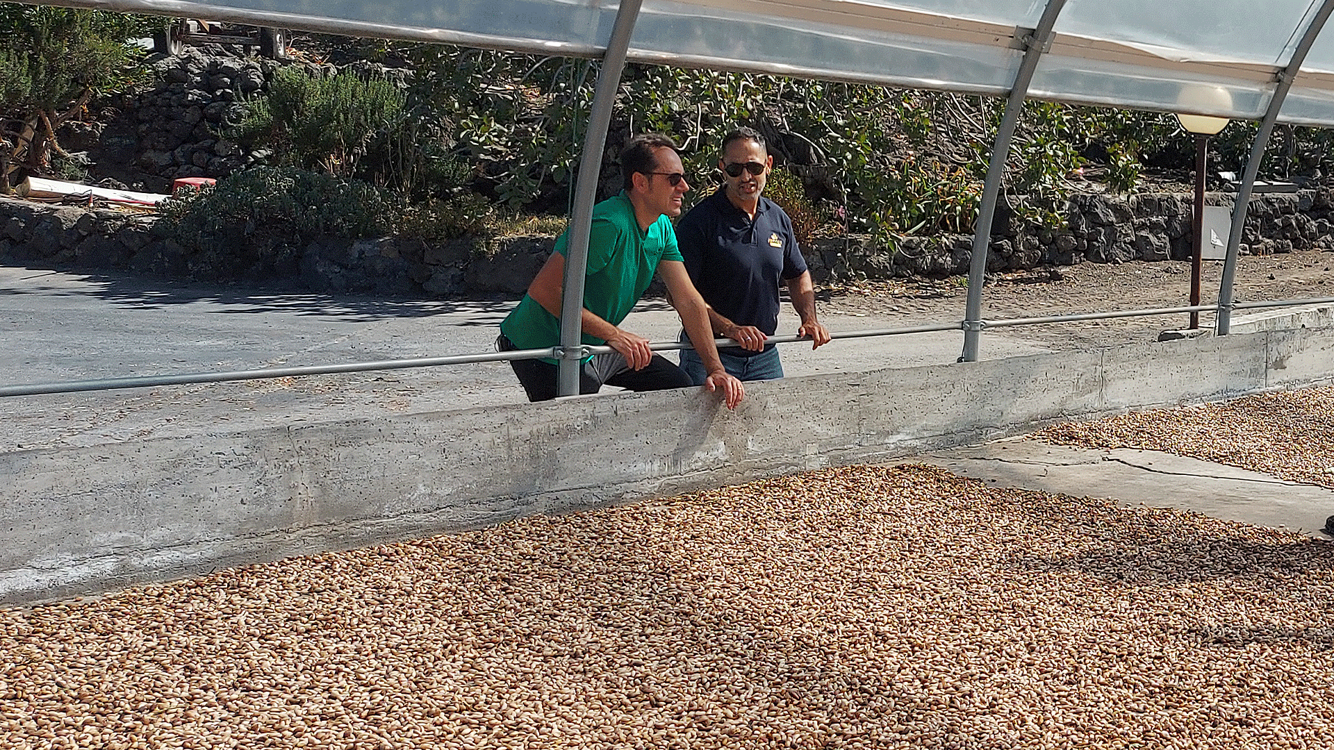 Grünes Gold - die teuersten Pistazien der Welt