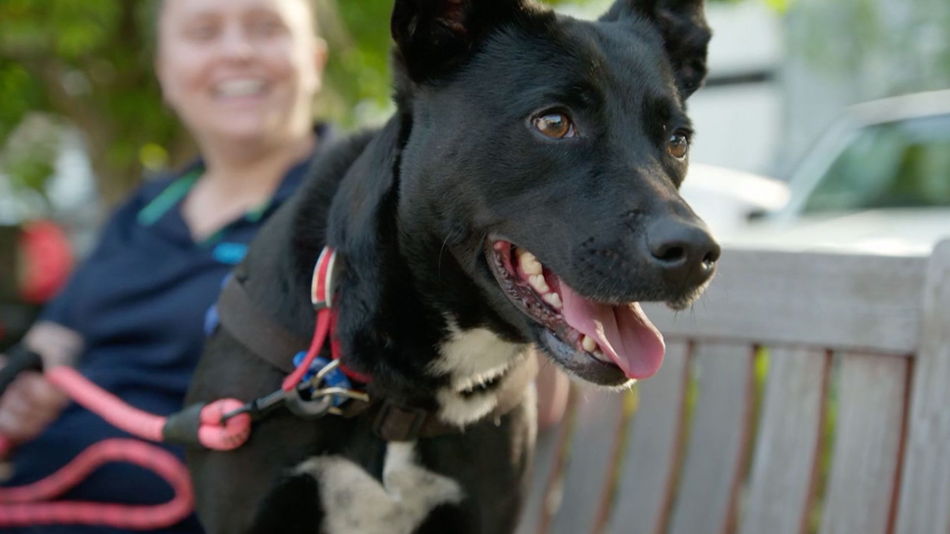 Ein temperamentvolles Kätzchen