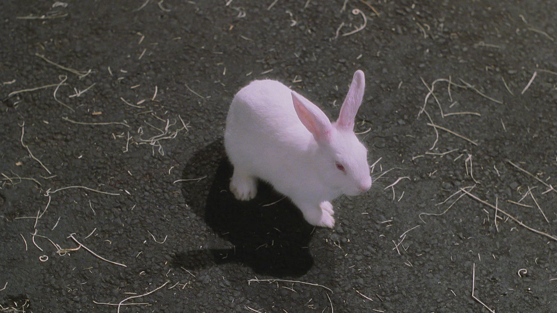 Halliwells im Wunderland