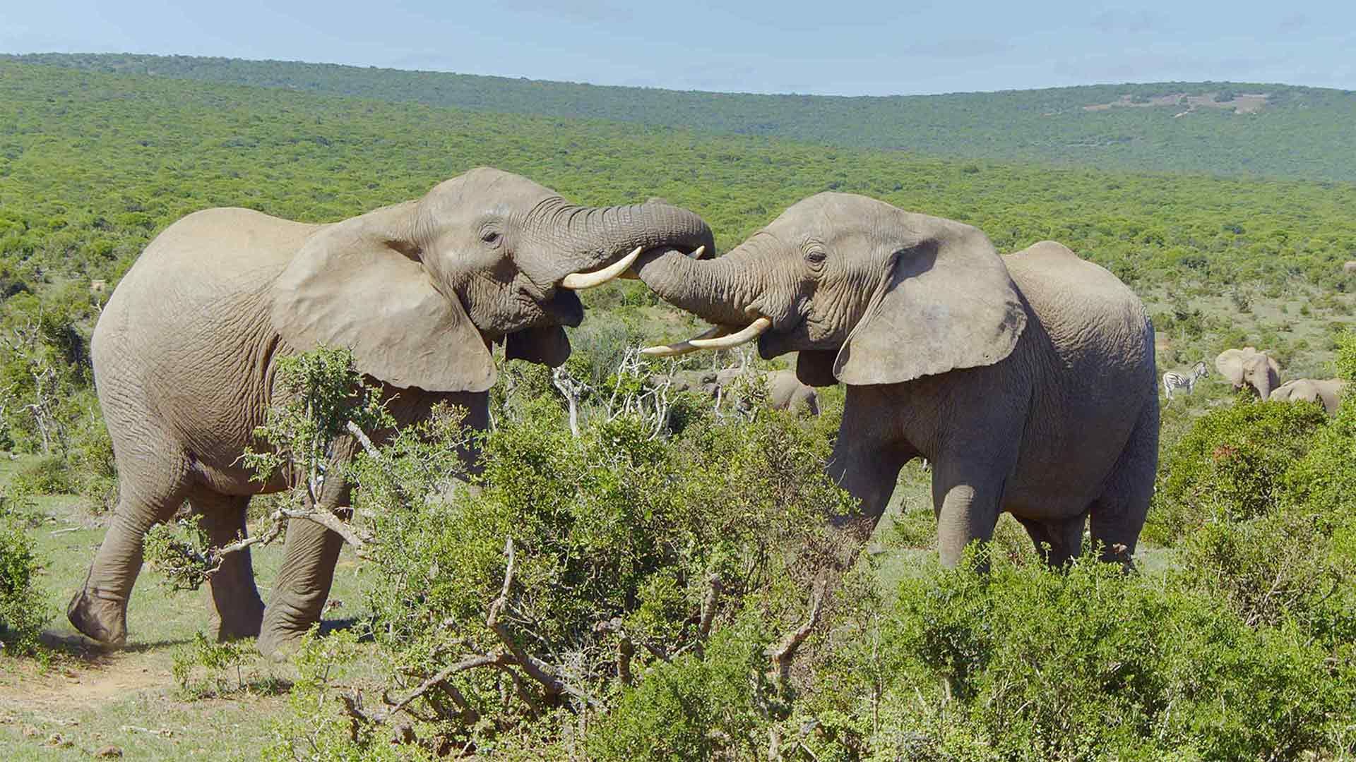 Elefantengeschichten