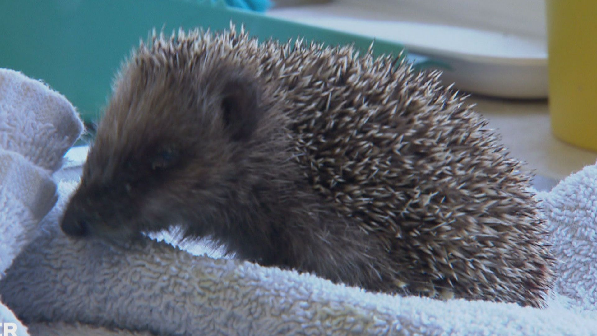 Igelbaby in Not