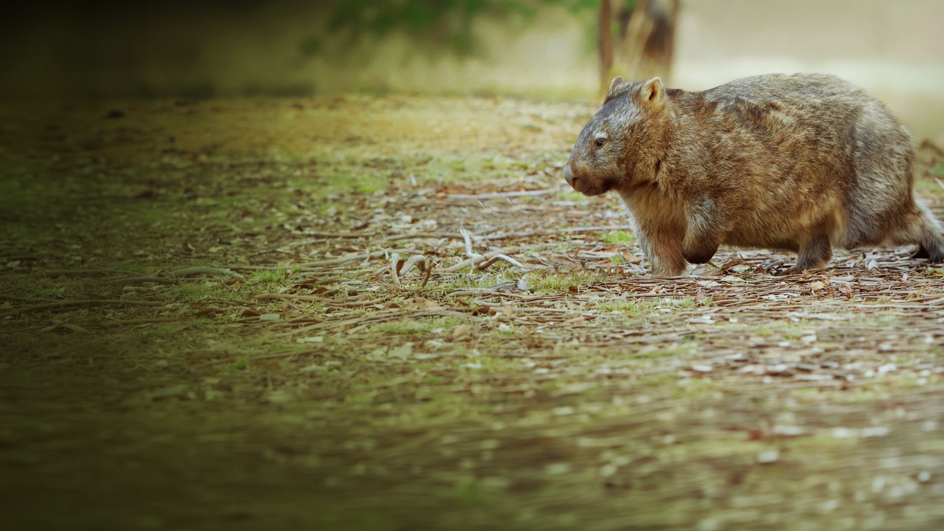 Das geheime Leben der Wombats