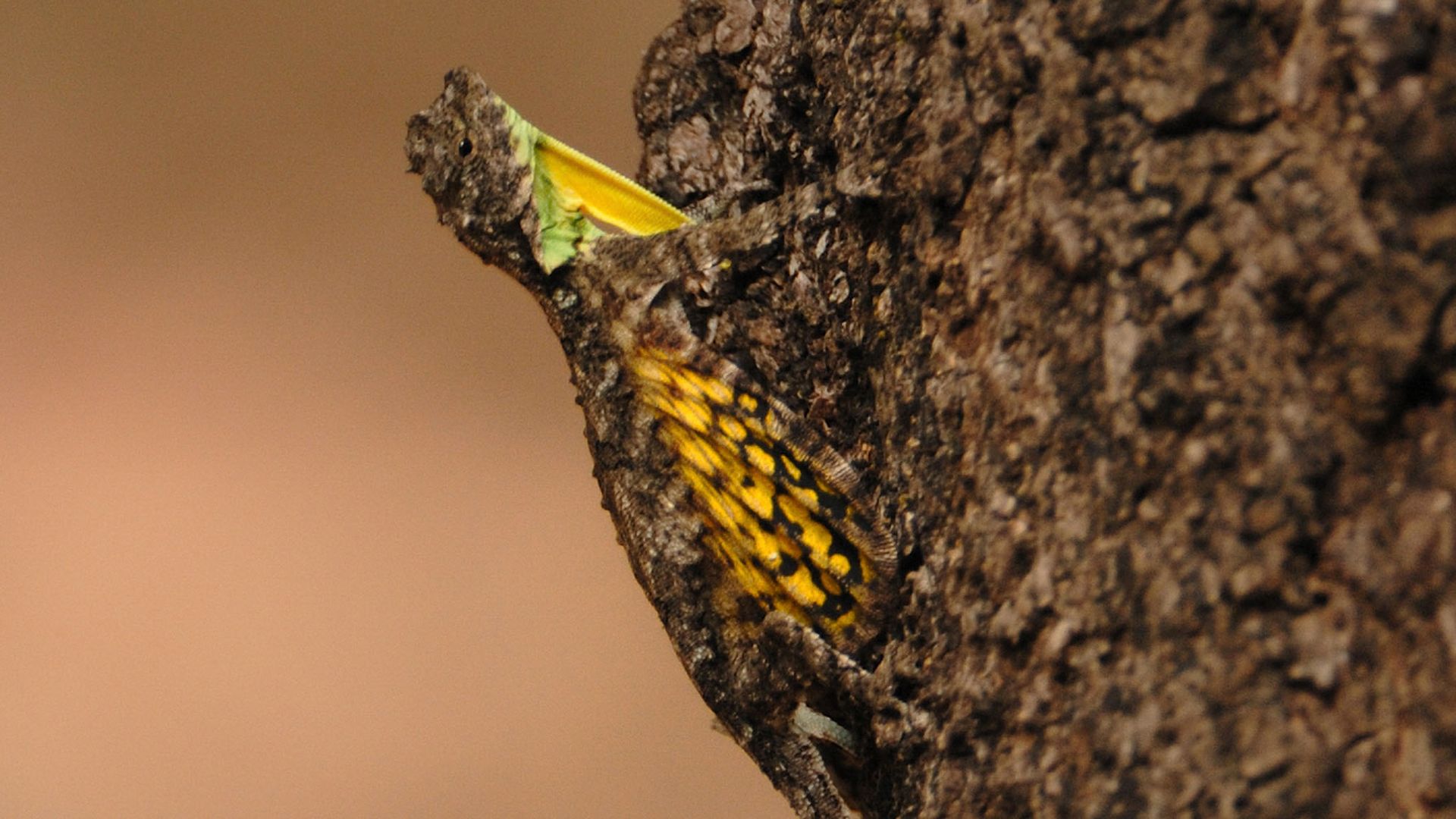 Nagaina: Königin der Könige