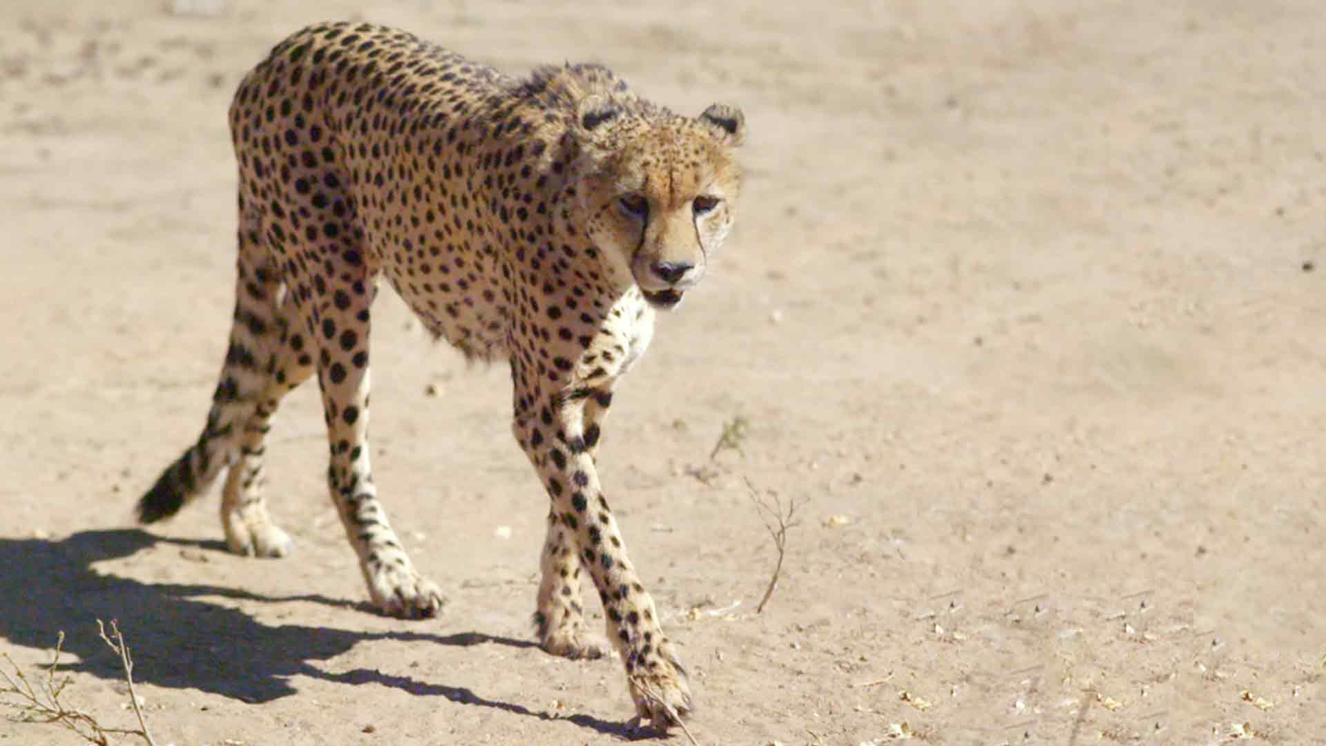 Der Kgalagadi-Transfrontierpark