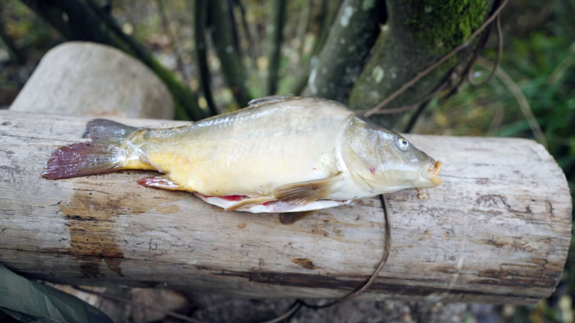 Tag 35: Karpfen gut, alles gut