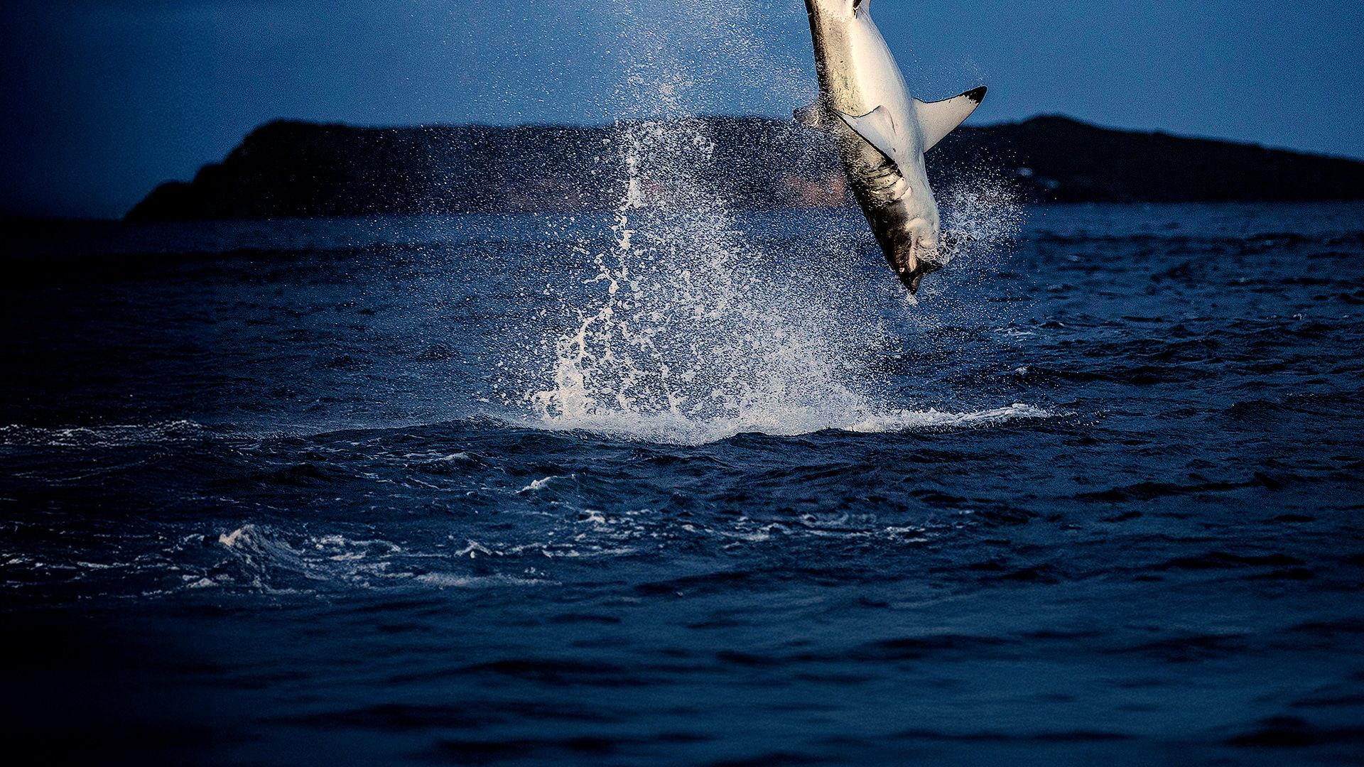 Air Jaws: Hai vs. Robbe