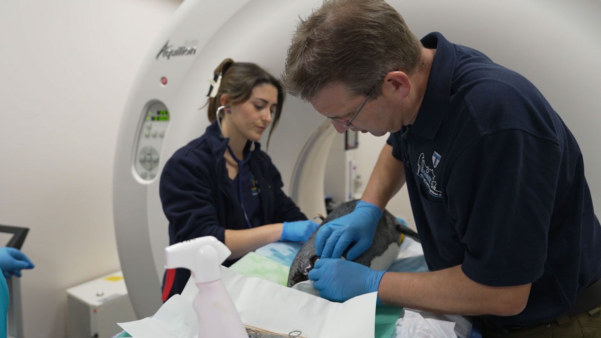 Sorge um Pinguin-Männchen Mario